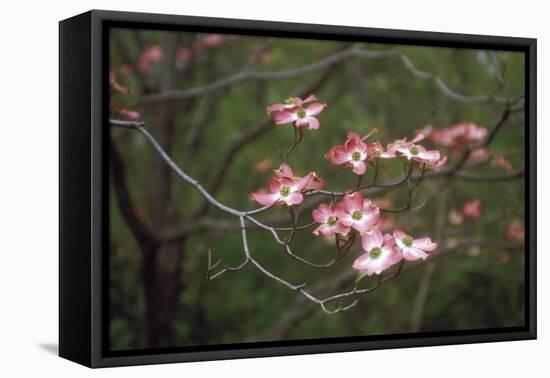 Pink Dogwood Blooms-Anna Miller-Framed Premier Image Canvas