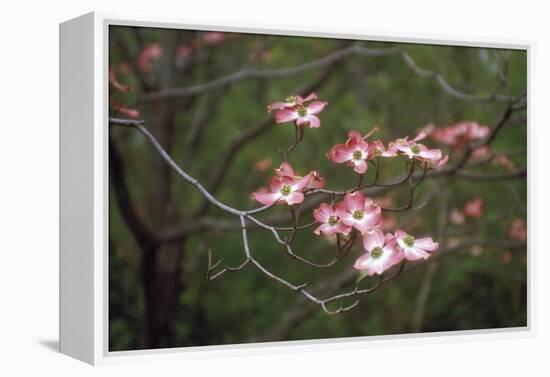 Pink Dogwood Blooms-Anna Miller-Framed Premier Image Canvas