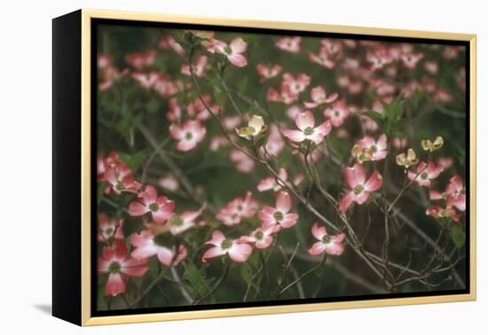 Pink Dogwood Blooms-Anna Miller-Framed Premier Image Canvas