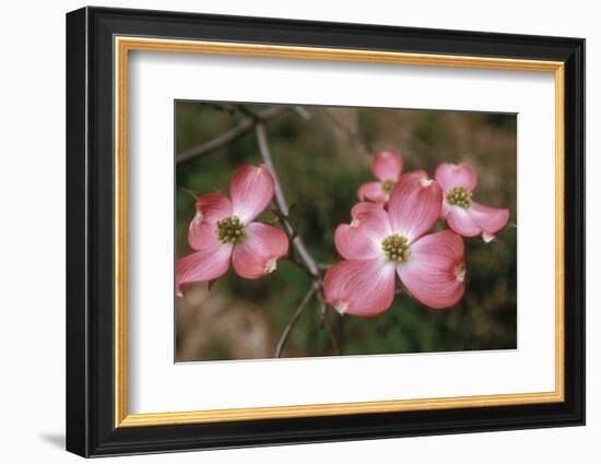 Pink Dogwood Blooms-Anna Miller-Framed Photographic Print