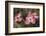 Pink Dogwood Blooms-Anna Miller-Framed Photographic Print