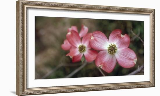 Pink Dogwood Blooms-Anna Miller-Framed Photographic Print