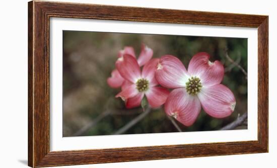 Pink Dogwood Blooms-Anna Miller-Framed Photographic Print