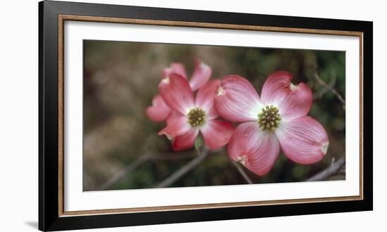 Pink Dogwood Blooms-Anna Miller-Framed Photographic Print