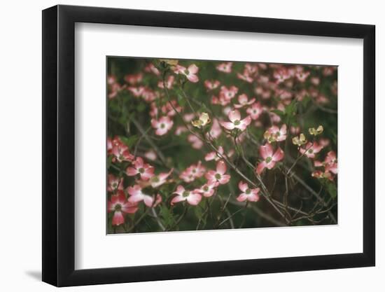 Pink Dogwood Blooms-Anna Miller-Framed Photographic Print