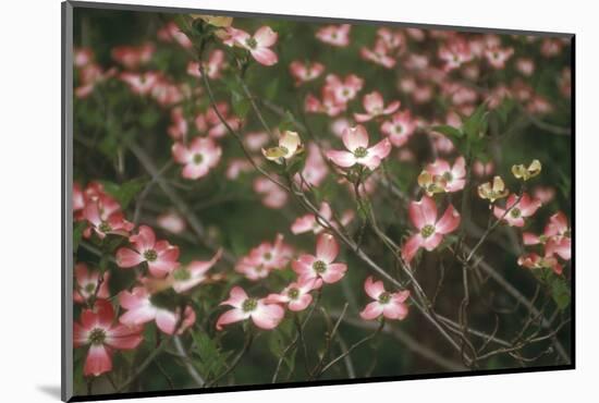 Pink Dogwood Blooms-Anna Miller-Mounted Photographic Print