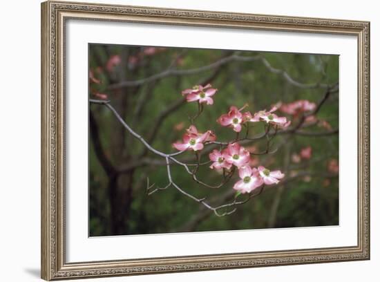 Pink Dogwood Blooms-Anna Miller-Framed Photographic Print