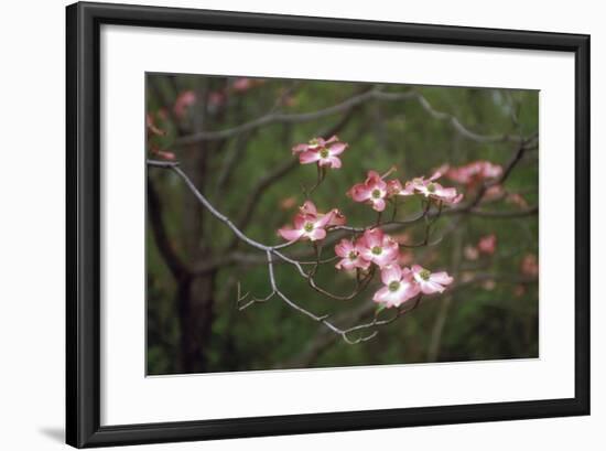 Pink Dogwood Blooms-Anna Miller-Framed Photographic Print