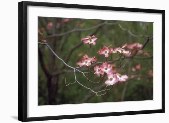 Pink Dogwood Blooms-Anna Miller-Framed Photographic Print