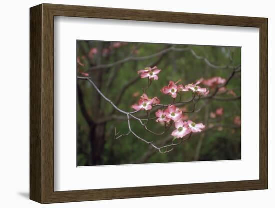 Pink Dogwood Blooms-Anna Miller-Framed Photographic Print