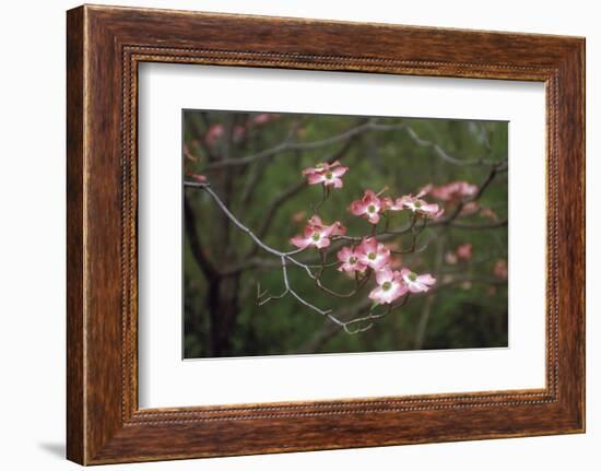 Pink Dogwood Blooms-Anna Miller-Framed Photographic Print