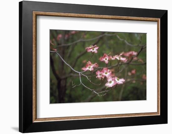 Pink Dogwood Blooms-Anna Miller-Framed Photographic Print