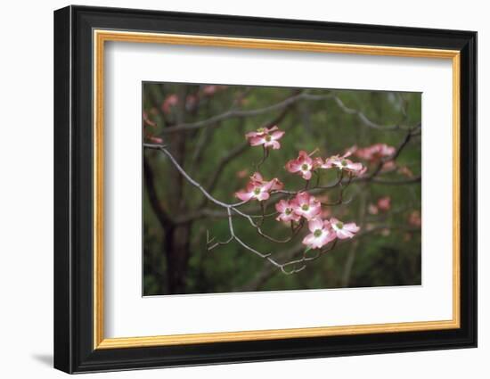 Pink Dogwood Blooms-Anna Miller-Framed Photographic Print