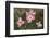 Pink Dogwood Blooms-Anna Miller-Framed Photographic Print