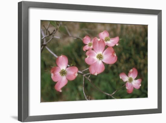 Pink Dogwood Blooms-Anna Miller-Framed Photographic Print