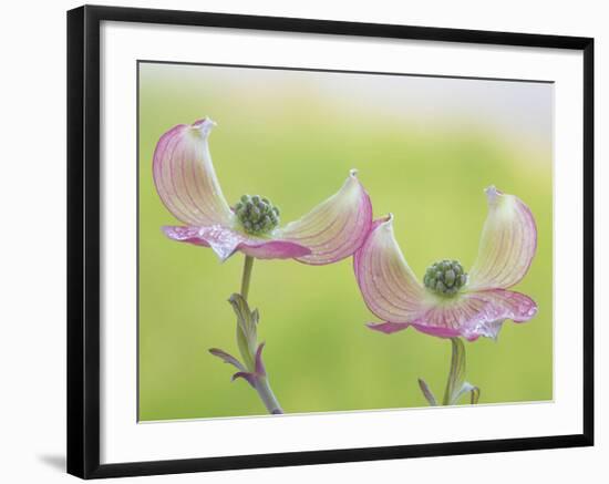 Pink Dogwood Blossoms I-Don Paulson-Framed Giclee Print