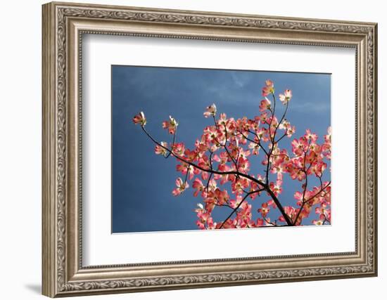 Pink dogwood tree against blue sky, Lexington, Kentucky-Adam Jones-Framed Photographic Print