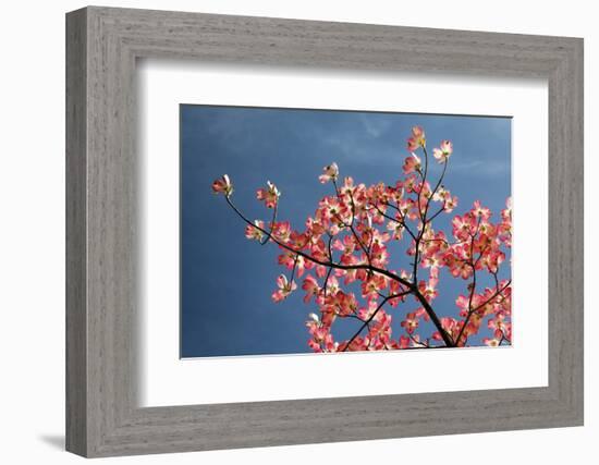 Pink dogwood tree against blue sky, Lexington, Kentucky-Adam Jones-Framed Photographic Print