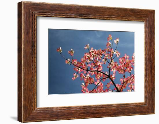 Pink dogwood tree against blue sky, Lexington, Kentucky-Adam Jones-Framed Photographic Print