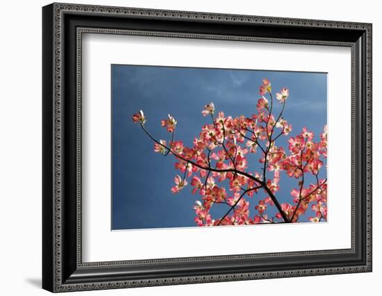 Pink dogwood tree against blue sky, Lexington, Kentucky-Adam Jones-Framed Photographic Print