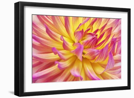 Pink Edged Cactus Dahlia-Cora Niele-Framed Giclee Print