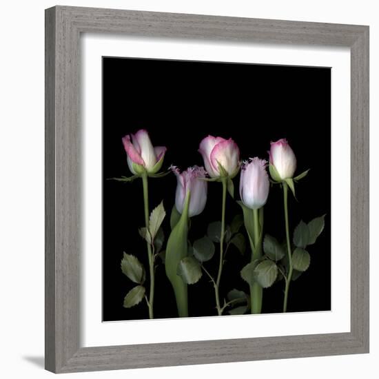 Pink Edged Tulips-Magda Indigo-Framed Photographic Print