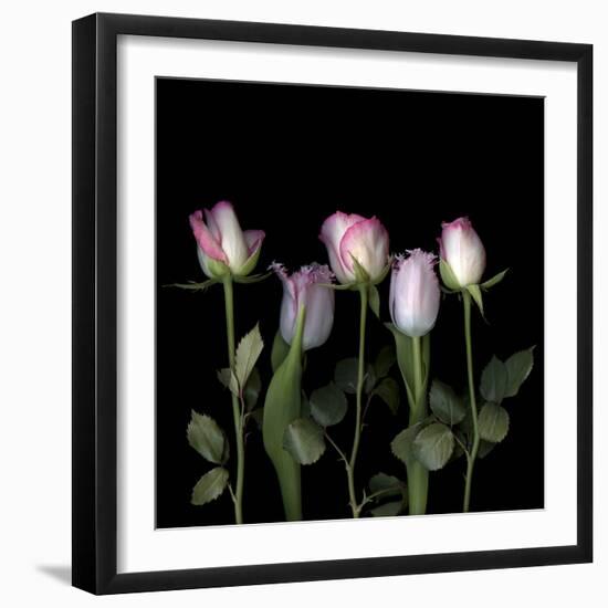 Pink Edged Tulips-Magda Indigo-Framed Photographic Print