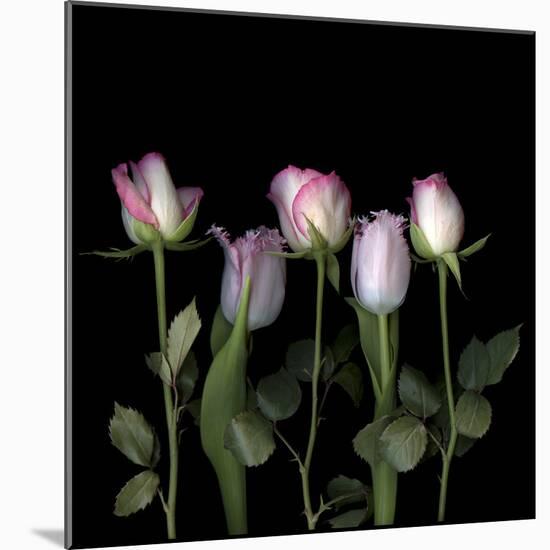 Pink Edged Tulips-Magda Indigo-Mounted Photographic Print