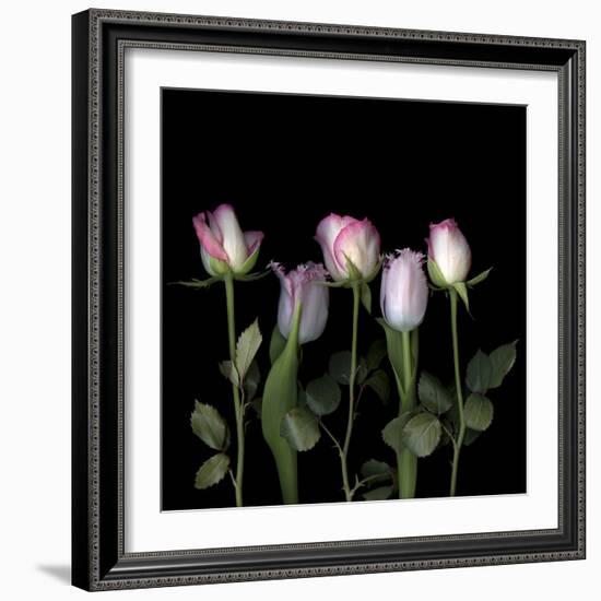 Pink Edged Tulips-Magda Indigo-Framed Photographic Print