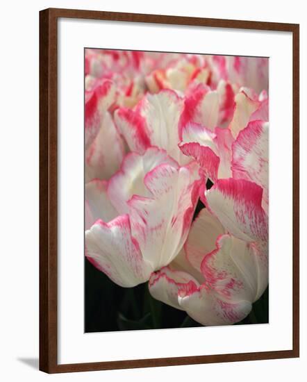 Pink Edged White Tulips-Anna Miller-Framed Photographic Print