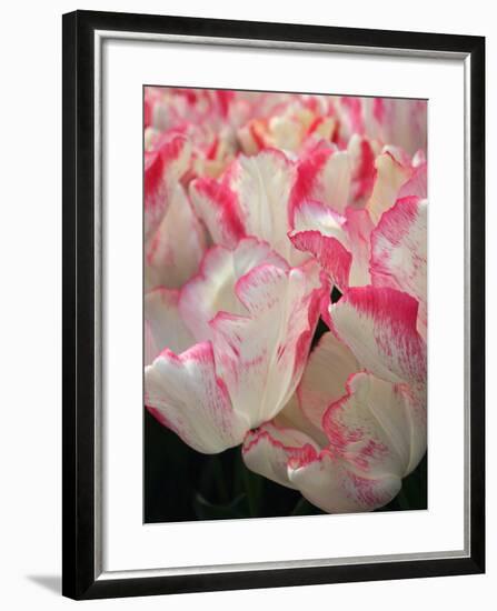 Pink Edged White Tulips-Anna Miller-Framed Photographic Print