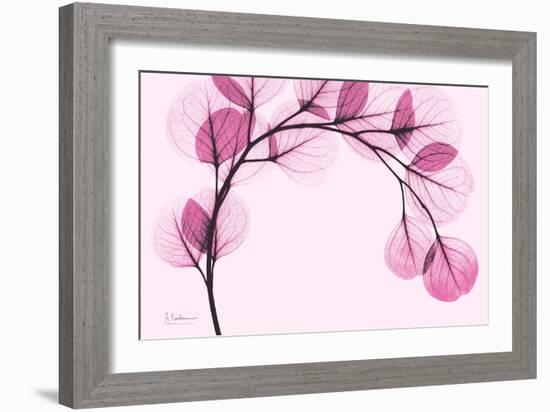 Pink Eucalyptus-Albert Koetsier-Framed Art Print