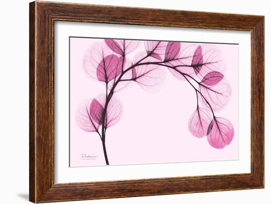 Pink Eucalyptus-Albert Koetsier-Framed Art Print