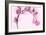 Pink Eucalyptus-Albert Koetsier-Framed Art Print