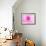 Pink Explosion I-Susan Bryant-Framed Photographic Print displayed on a wall