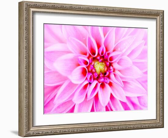 Pink Explosion I-Susan Bryant-Framed Photographic Print