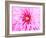Pink Explosion I-Susan Bryant-Framed Photographic Print