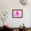 Pink Explosion I-Susan Bryant-Framed Photographic Print displayed on a wall