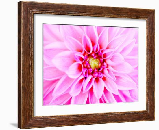 Pink Explosion I-Susan Bryant-Framed Photographic Print