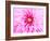 Pink Explosion I-Susan Bryant-Framed Photographic Print