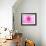 Pink Explosion I-Susan Bryant-Framed Photographic Print displayed on a wall