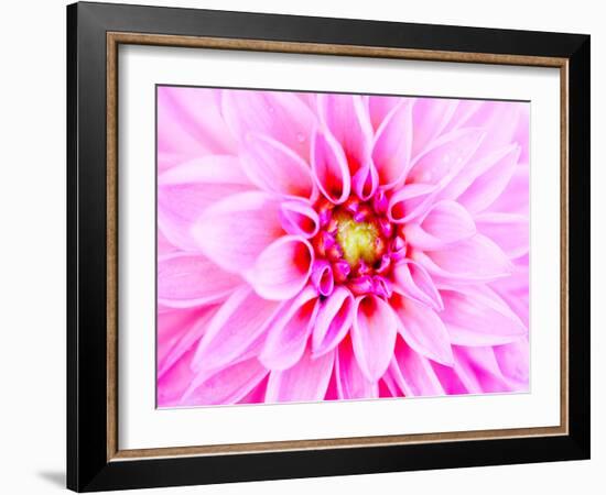 Pink Explosion I-Susan Bryant-Framed Photographic Print