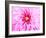 Pink Explosion I-Susan Bryant-Framed Photographic Print