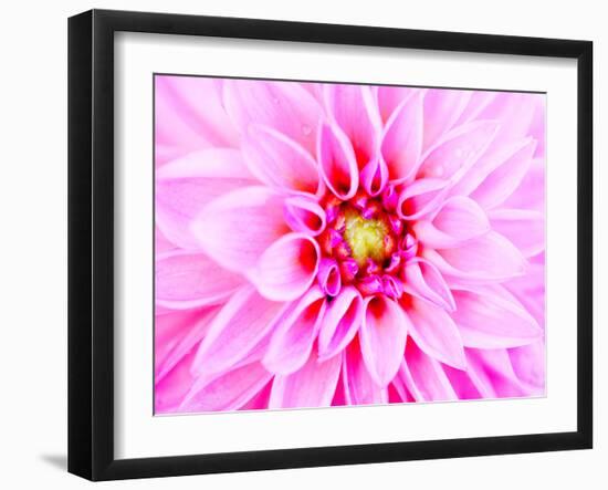 Pink Explosion I-Susan Bryant-Framed Photographic Print