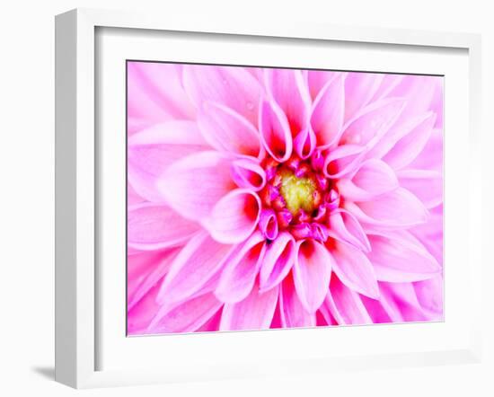 Pink Explosion I-Susan Bryant-Framed Photographic Print