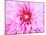 Pink Explosion I-Susan Bryant-Mounted Photographic Print