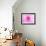 Pink Explosion I-Susan Bryant-Framed Photographic Print displayed on a wall