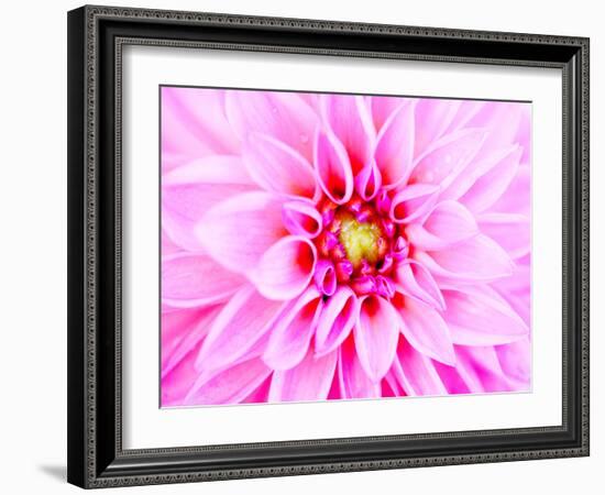 Pink Explosion I-Susan Bryant-Framed Photographic Print