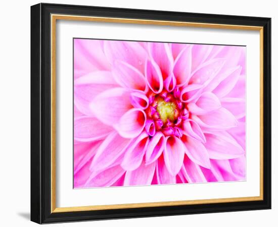 Pink Explosion I-Susan Bryant-Framed Photographic Print