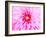 Pink Explosion I-Susan Bryant-Framed Photographic Print